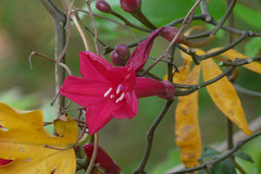 Ipomoea horsfalliae